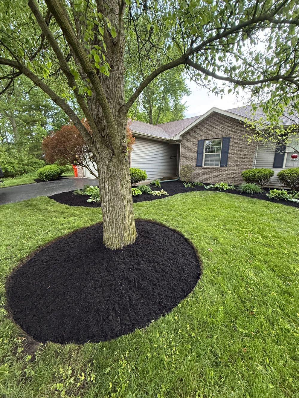 Mulched tree bed with black mulch, surrounded by green grass and landscaping near a home.
