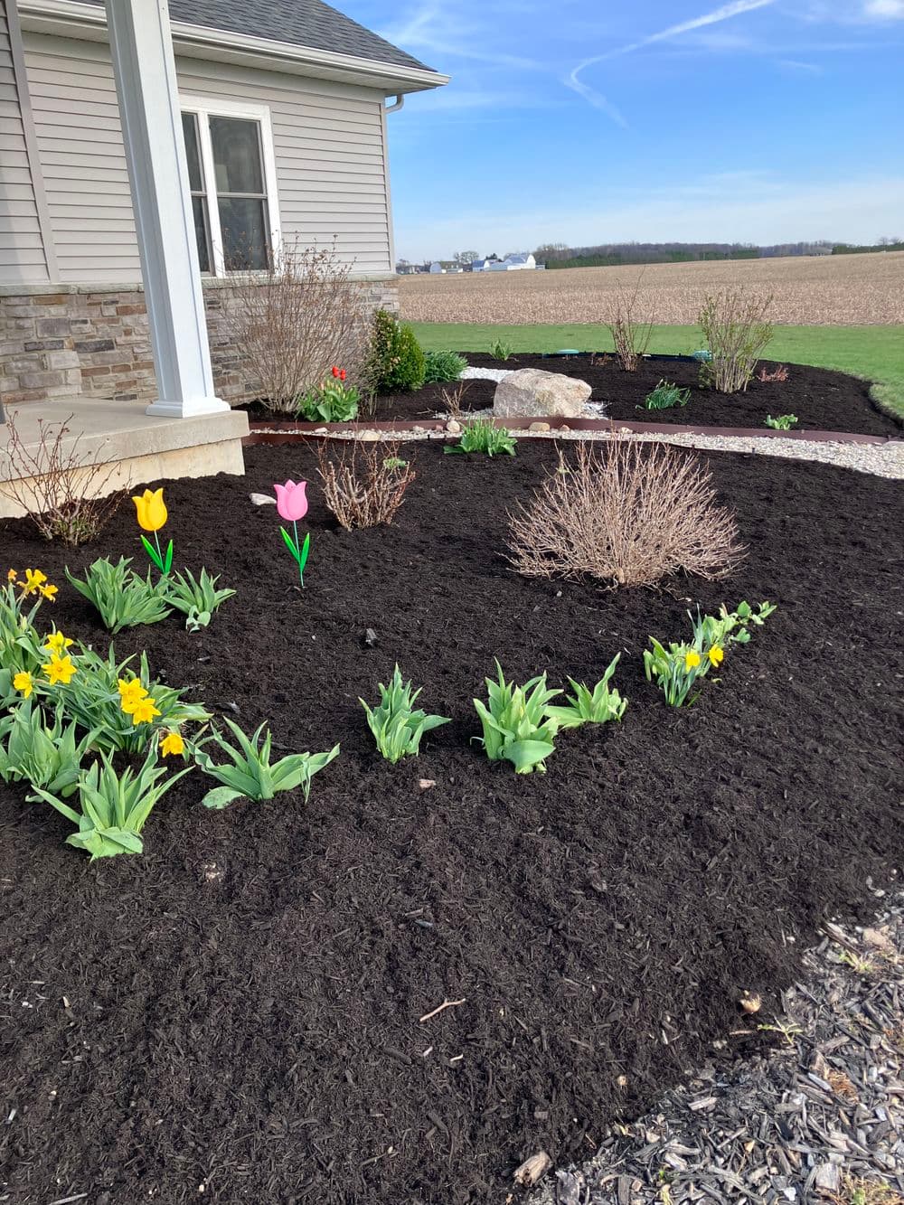 Colorful spring flowers with tulips and daffodils in a freshly mulched garden landscape.