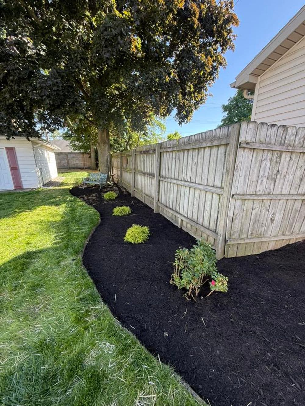 landscape design with black mulch, greenery, and wooden fence in a sunny backyard garden