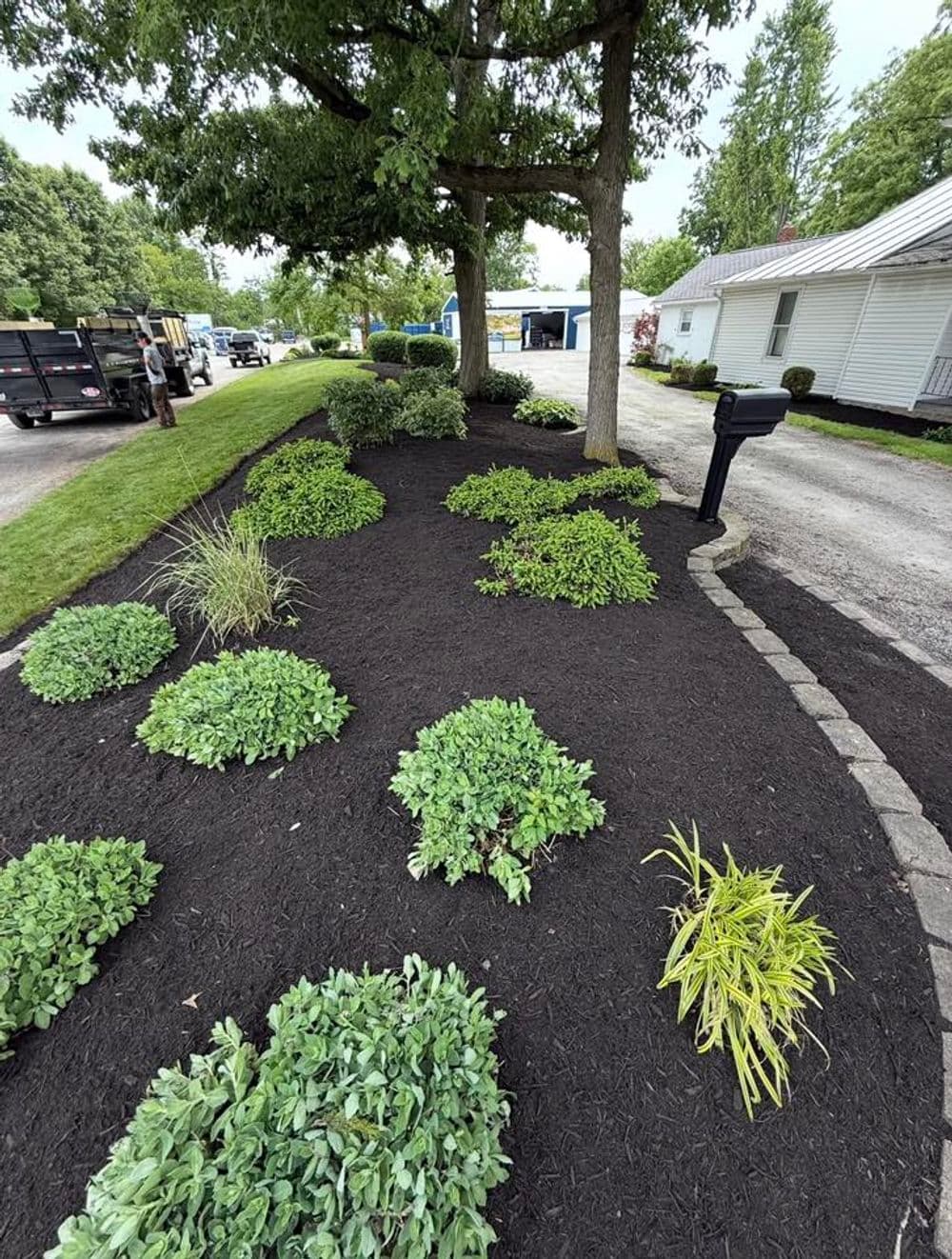 Lush green landscaping with black mulch and ornamental shrubs along a residential driveway.